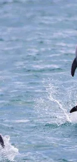 Four dolphins leaping playfully in the ocean.