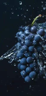 Grapes surrounded by splashing water on a dark background.