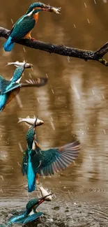 Dynamic sequence of kingfisher catching fish.