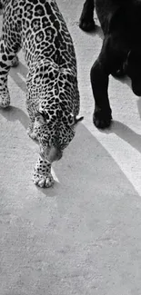 Black leopard and panther on a monochrome backdrop.