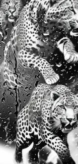 Black and white wallpaper with leaping leopards and water droplets.