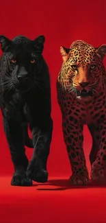 Panther and leopard on bold red background.