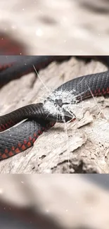 Snake on wooden surface with shattered glass effect wallpaper.