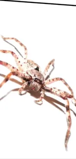 Spider on a bright white background with detailed patterns.