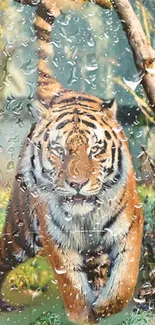 Tiger in the jungle with rain drops, lush green scenery