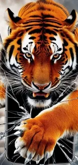 Fierce tiger breaking through glass in mobile wallpaper.