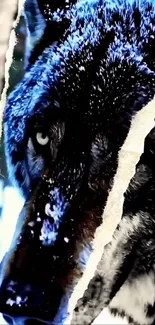 Snow-covered wolf with piercing eyes