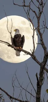 Eagle perched on a branch with a full moon in the background.