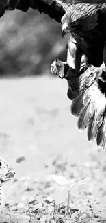 Eagle diving towards a rabbit in black and white.