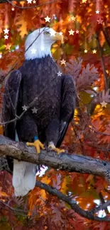 Bald eagle perched among vibrant autumn leaves.