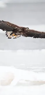 Eagle gracefully flying over a snowy landscape.