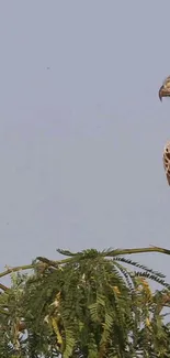 Eagle perched on a branch against a sky background in mobile wallpaper.