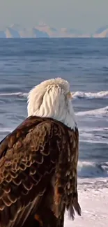 Bald eagle overlooking the ocean waves.