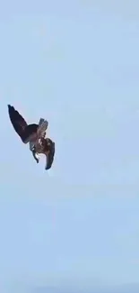 Majestic eagle soaring against a clear blue sky.