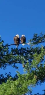 Two eagles perched on a tree against a vibrant blue sky.