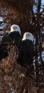 Two eagles perched in a tall tree.