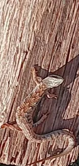 Lizard resting on brown tree trunk with textured surface.