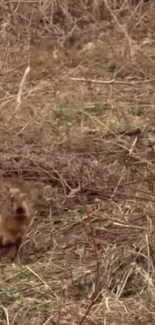 Wild rabbit camouflaged in a brown grassy field, perfect for nature-themed wallpapers.