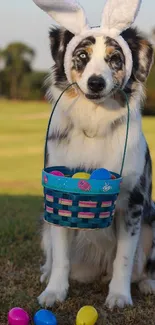 Dog wearing bunny ears with Easter egg basket.