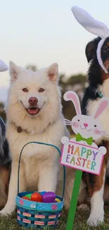 Three dogs with bunny ears, Happy Easter sign and basket.