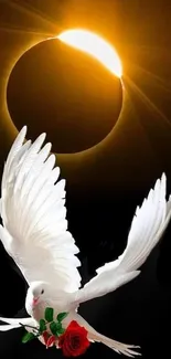 White dove with rose under solar eclipse.