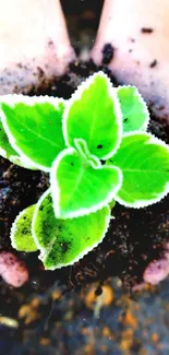 Hands holding a bright green plant above earthy soil background.