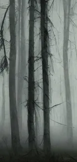 Misty forest with tall, dark trees creating an eerie and mysterious atmosphere.