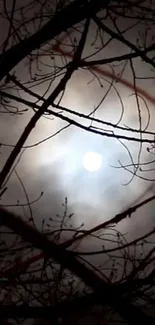 Moonlit night sky framed by barren tree branches.