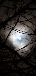 Moonlit night sky with silhouetted tree branches.