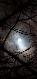 Eerie moonlit night sky with dark tree silhouettes.