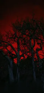 Silhouetted trees against a deep red night sky background.