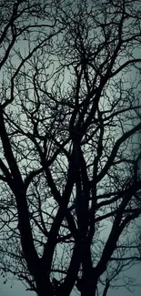 Mysterious silhouetted tree with barren branches against a misty background.