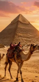 Camels walking in front of Egyptian pyramid at sunset.