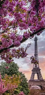 Eiffel Tower framed by vibrant pink cherry blossoms in Paris, capturing spring beauty.