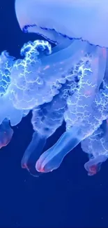 Electric blue jellyfish with glowing tendrils on a deep ocean backdrop.