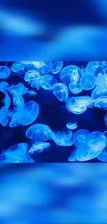 Electric blue jellyfish float in an underwater scene, shimmering against a dark backdrop.