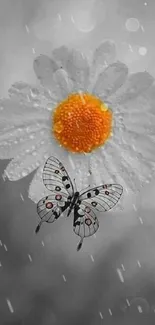 Black and white daisy with butterfly and yellow center.