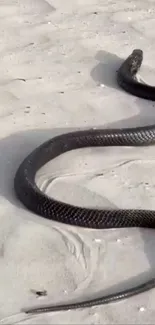 Black snake glides across sandy beach terrain.