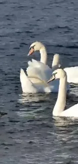 Elegant white swans gliding on a serene blue lake.