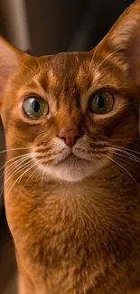 Abyssinian cat with green eyes and brown fur facing forward.