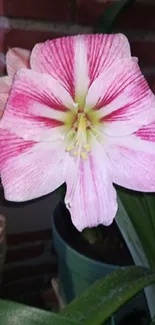 Pink and white amaryllis flower with green leaves.