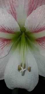 Close-up of an amaryllis flower with pink and white petals and green center.