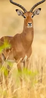 Antelope standing in golden savanna landscape, serene wildlife scene.