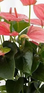 Elegant anthurium wallpaper with green leaves and pink blooms.