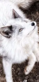 Majestic Arctic fox looking up, perfect for mobile wallpaper.