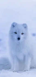 White arctic fox on snowy terrain under soft blue light.