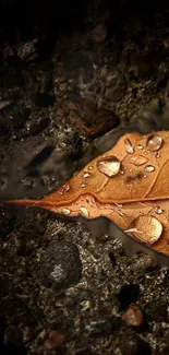 Elegant brown leaf with water droplets on textured stone.