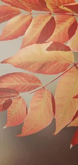 Elegant wallpaper featuring autumn leaves with red and orange hues.