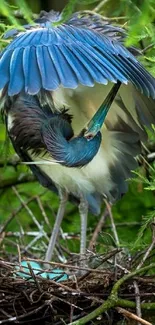 A bird with blue wings shelters in a leafy nest.