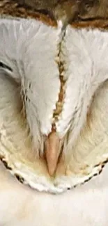 Close-up of a barn owl face with white feathers and intricate details.